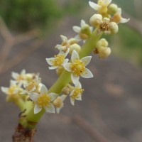 Spondias pinnata (L.f.) Kurz